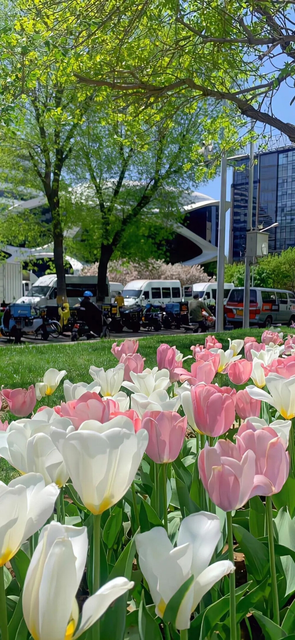 可爱高颜值壁纸