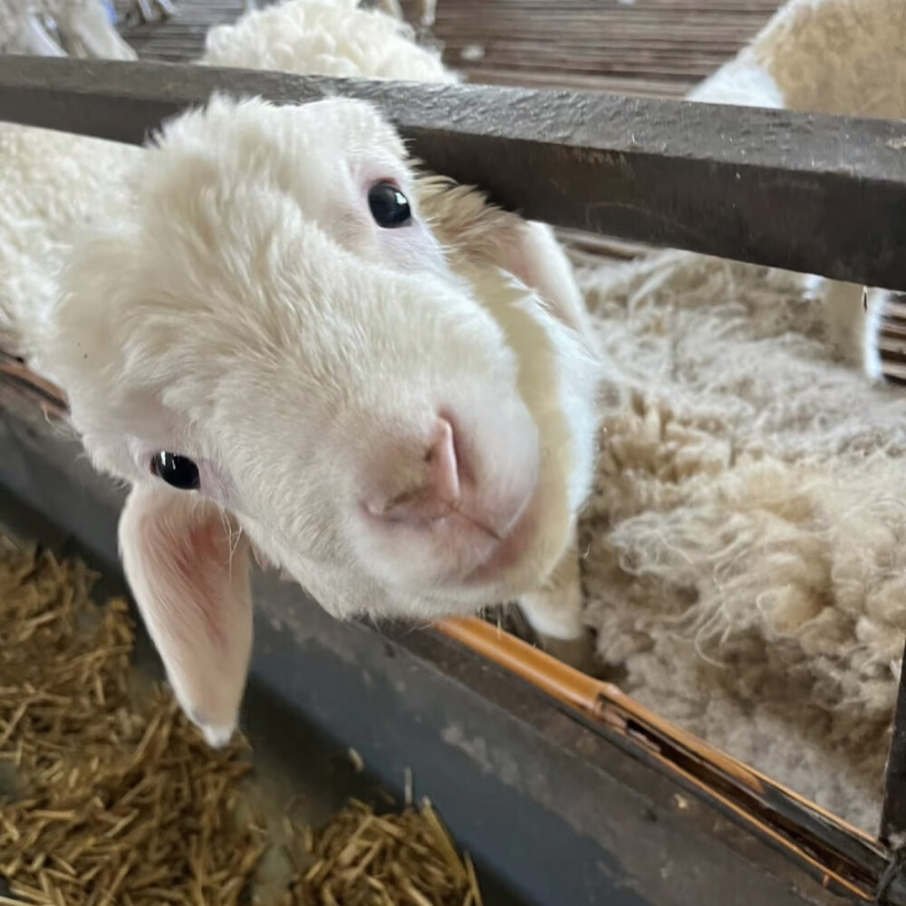 二传注明摇滚羊