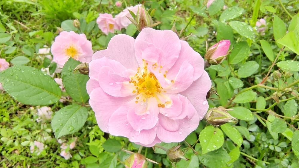 吉安赏花：春雨滋润下的七姊妹花