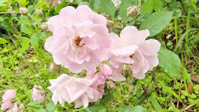 吉安赏花：春雨滋润下的七姊妹花