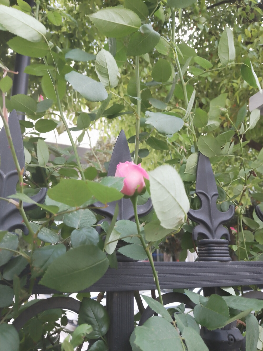 4.15 挡着 不给你拍