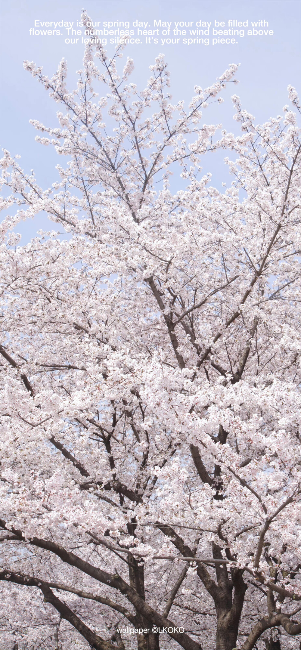 春日 粉色 壁纸