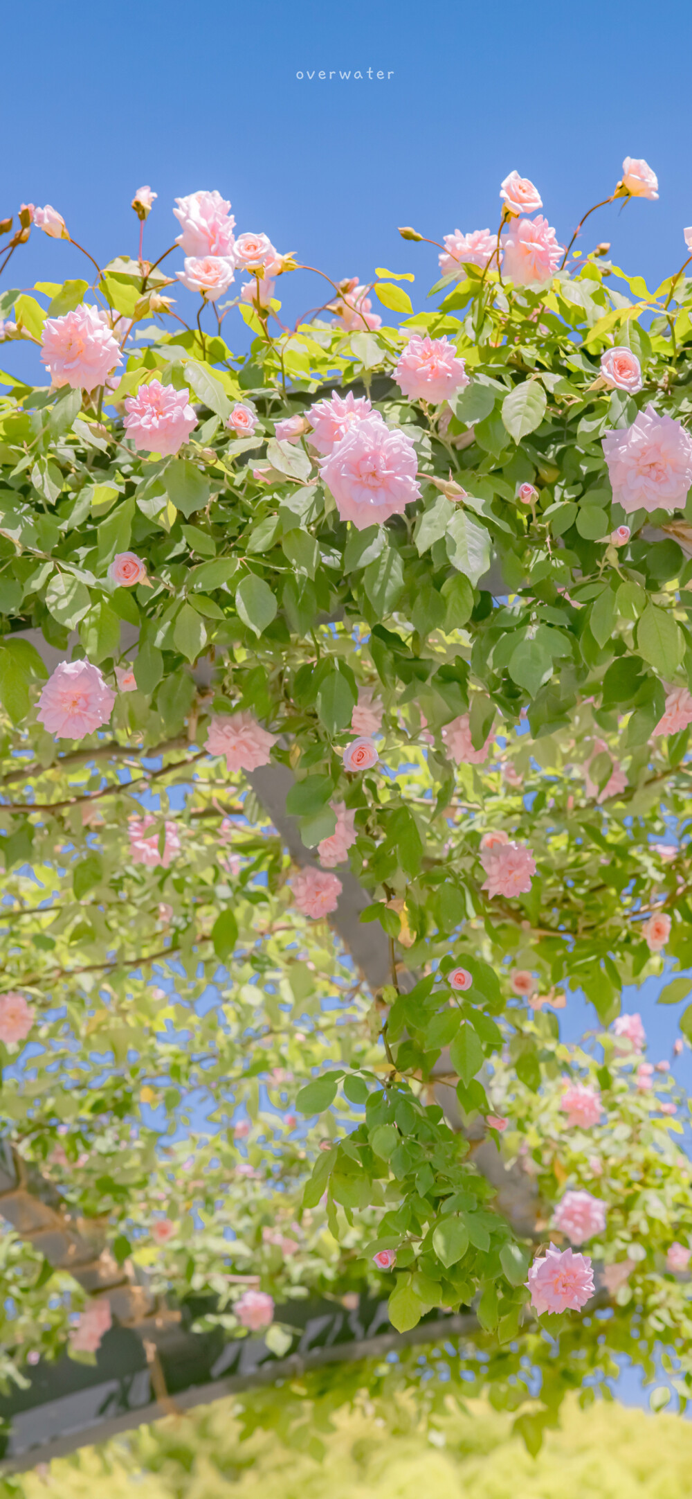 ?春日壁纸
"人间赖以鲜花续命。"