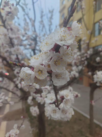 春暖花开，植树造林