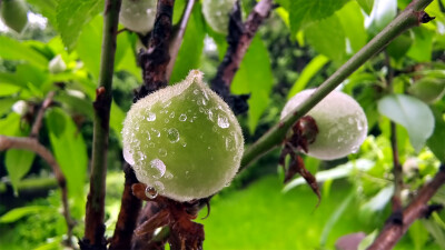 吉安随拍：桃子上的雨滴