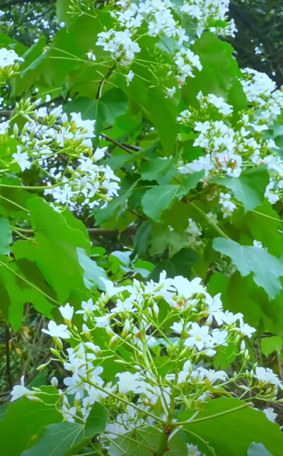 春天的影像诗|从容不迫.向上生长.像花一样绽放.像树一般耸立.生命该如这般.从容不迫.向上生长.微雨敲窗.在这寂静无声的夜晚.心事如河缓缓流淌.可它不再另我惆怅.我想、这汩汩而过的时间不过如露水般短暂"有时我听到…