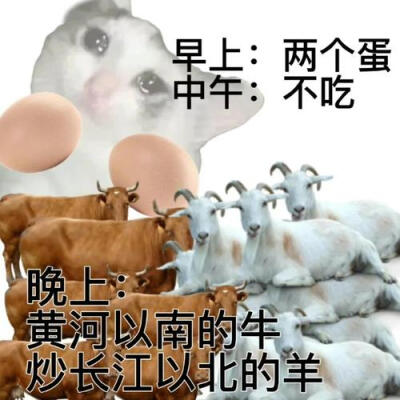 猫咪 减肥 表情