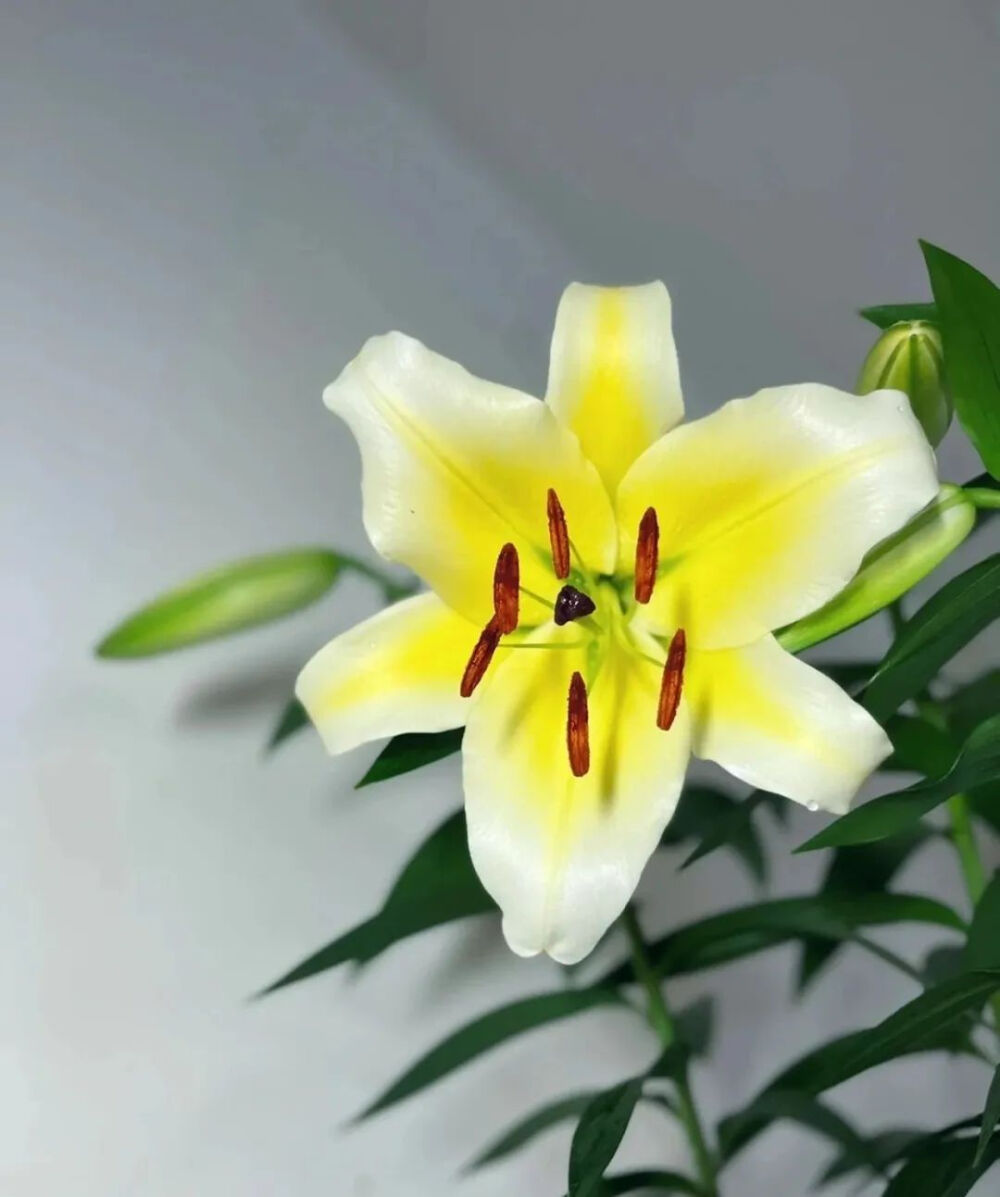 黄天霸被誉为百合之王，
花朵硕大，最大的直径可达20cm，
真正的开花比脸盘子还大！
黄天霸之名也是由此而来。
