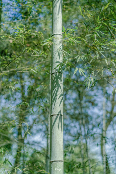 夏季绿色系清新壁纸