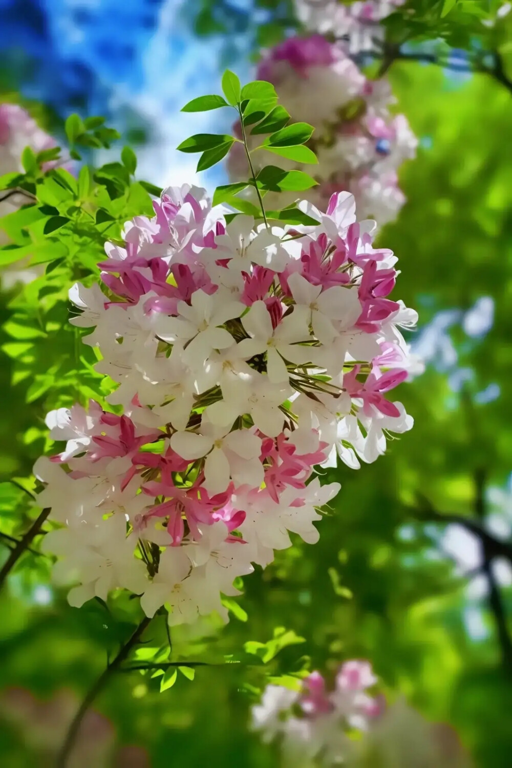 丁香花