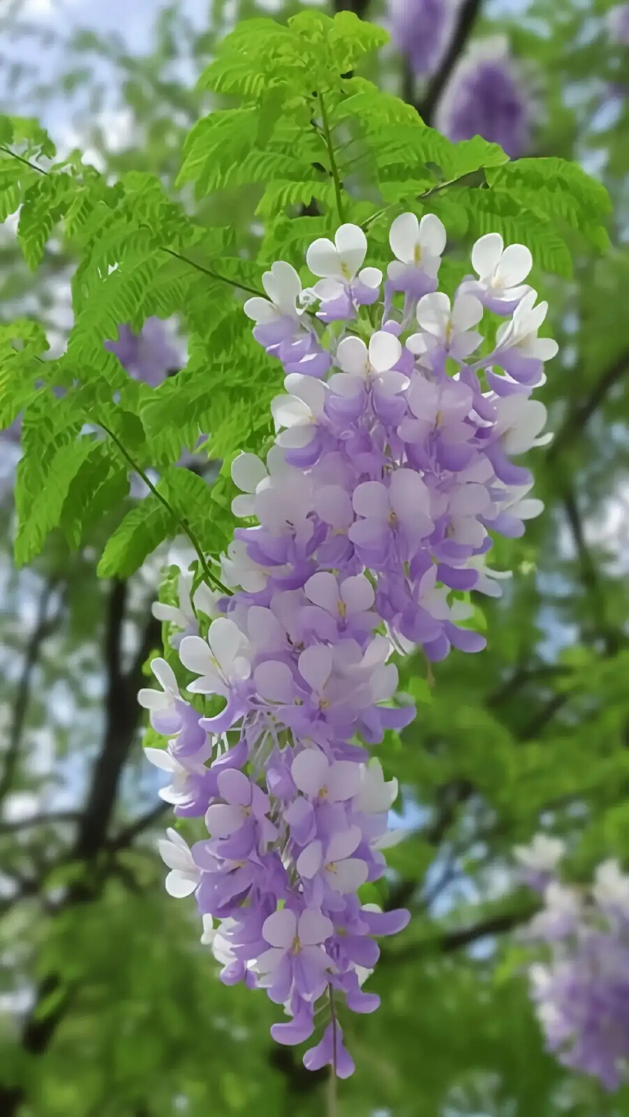 丁香花