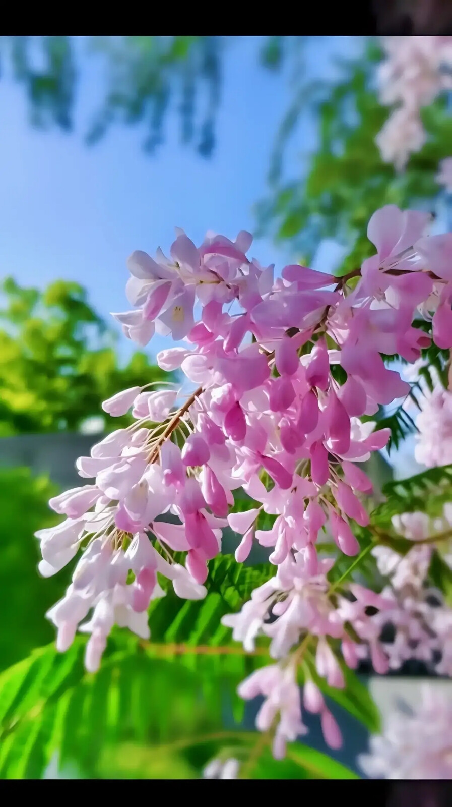 丁香花