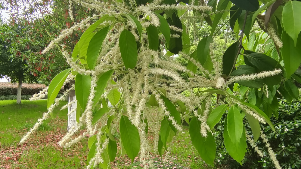 苦槠花图片