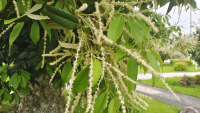 吉安赏花：苦槠树花开满枝