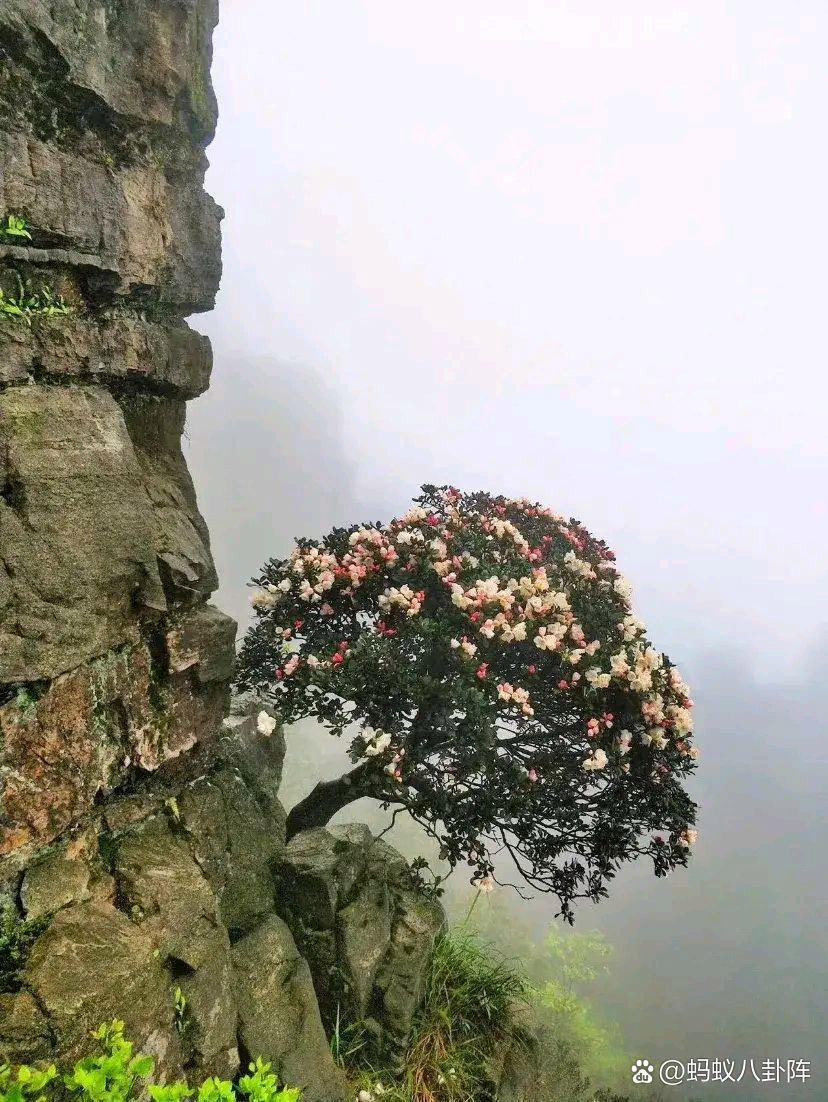 杜鹃花开 崖壁挂炉烟 景观