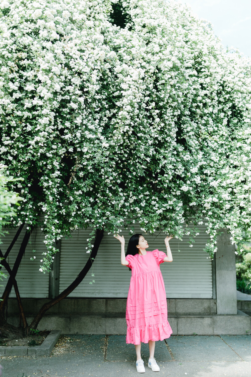 家附近的木香花开了
摄影：洪小漩
出镜：莹莹
十二年前，我骑自行车经过信义坊，就被这株木香花惊艳。
那时候，万万没想到，日后会住在这附近。
大约去年开始，这株木香花在社交平台上火了，来打卡的人络绎不绝。
想记录木香花的美好，是我心心念念的小事，却一直没有想好叫上谁。直到那日和莹莹临时起意，收拾相机带上这条新买的桃红色裙子欣然赴约。
虽然只有半个小时，但是能记录下盛花期，也很开心。
