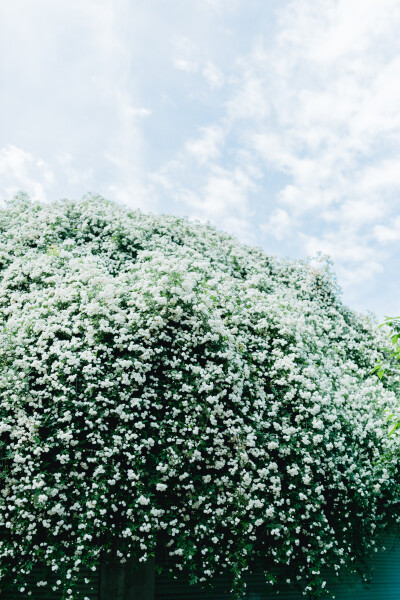 家附近的木香花开了
摄影：洪小漩
出镜：莹莹
十二年前，我骑自行车经过信义坊，就被这株木香花惊艳。
那时候，万万没想到，日后会住在这附近。
大约去年开始，这株木香花在社交平台上火了，来打卡的人络绎不绝…