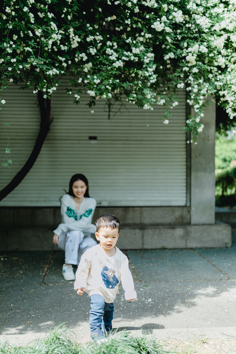 家附近的木香花开了
摄影：洪小漩
出镜：莹莹
十二年前，我骑自行车经过信义坊，就被这株木香花惊艳。
那时候，万万没想到，日后会住在这附近。
大约去年开始，这株木香花在社交平台上火了，来打卡的人络绎不绝。
想记录木香花的美好，是我心心念念的小事，却一直没有想好叫上谁。直到那日和莹莹临时起意，收拾相机带上这条新买的桃红色裙子欣然赴约。
虽然只有半个小时，但是能记录下盛花期，也很开心。
