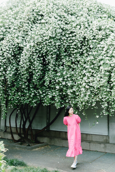 家附近的木香花开了
摄影：洪小漩
出镜：莹莹
十二年前，我骑自行车经过信义坊，就被这株木香花惊艳。
那时候，万万没想到，日后会住在这附近。
大约去年开始，这株木香花在社交平台上火了，来打卡的人络绎不绝…