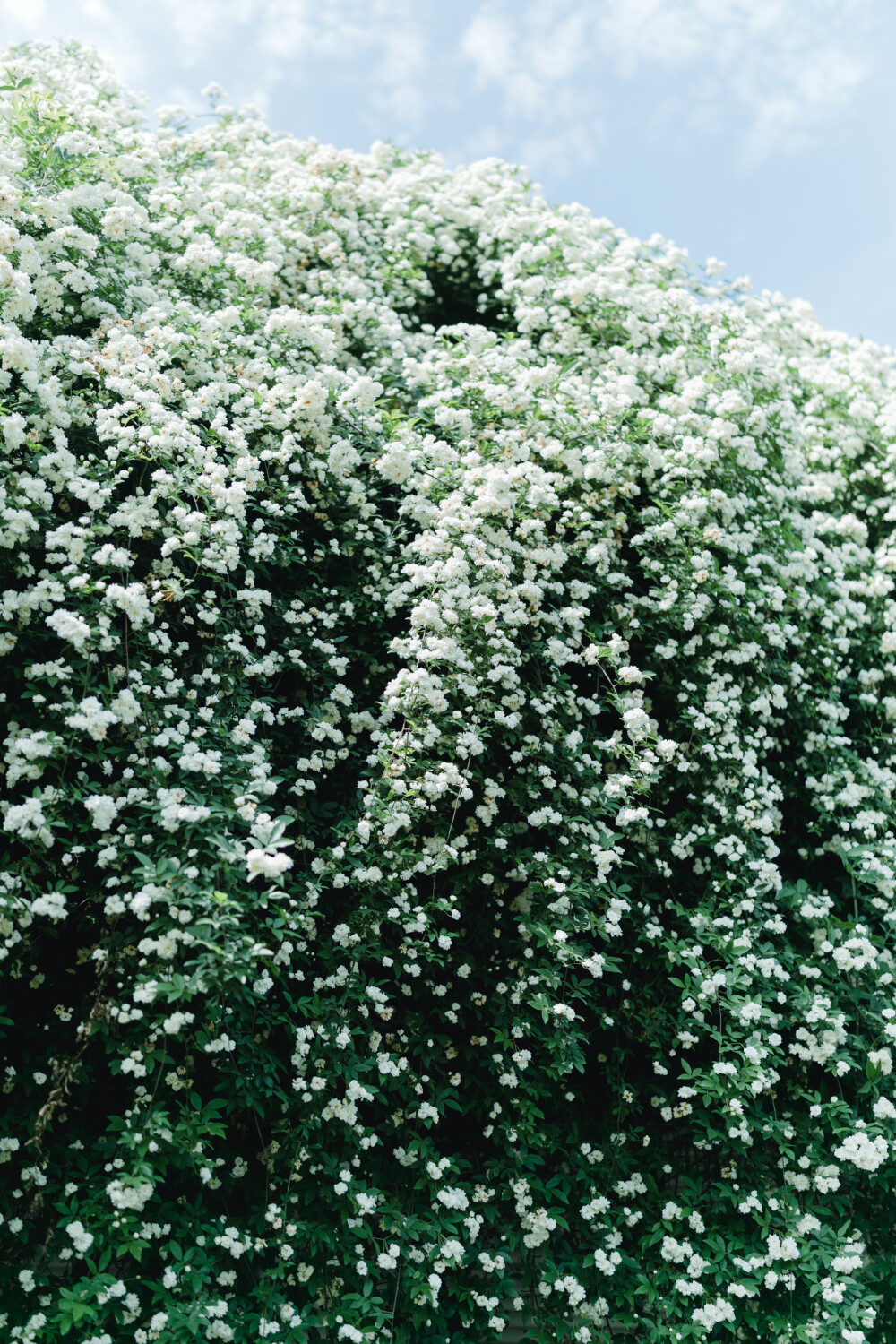 家附近的木香花开了
摄影：洪小漩
出镜：莹莹
十二年前，我骑自行车经过信义坊，就被这株木香花惊艳。
那时候，万万没想到，日后会住在这附近。
大约去年开始，这株木香花在社交平台上火了，来打卡的人络绎不绝。
想记录木香花的美好，是我心心念念的小事，却一直没有想好叫上谁。直到那日和莹莹临时起意，收拾相机带上这条新买的桃红色裙子欣然赴约。
虽然只有半个小时，但是能记录下盛花期，也很开心。
