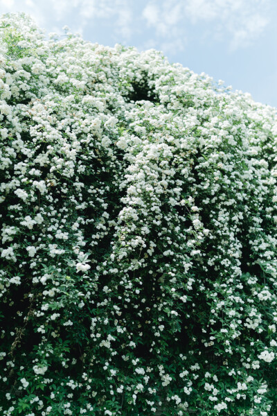 家附近的木香花开了
摄影：洪小漩
出镜：莹莹
十二年前，我骑自行车经过信义坊，就被这株木香花惊艳。
那时候，万万没想到，日后会住在这附近。
大约去年开始，这株木香花在社交平台上火了，来打卡的人络绎不绝…