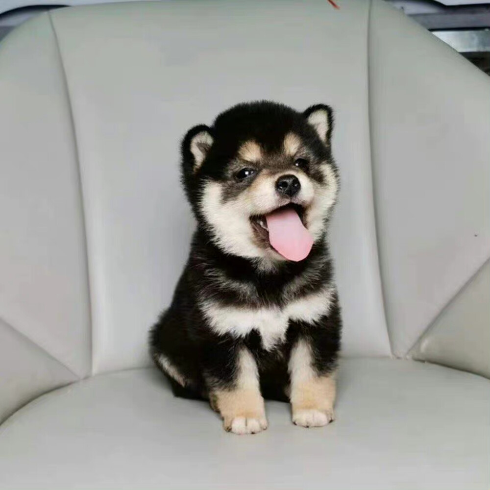小柴犬 - 堆糖，美图壁纸兴趣社区
