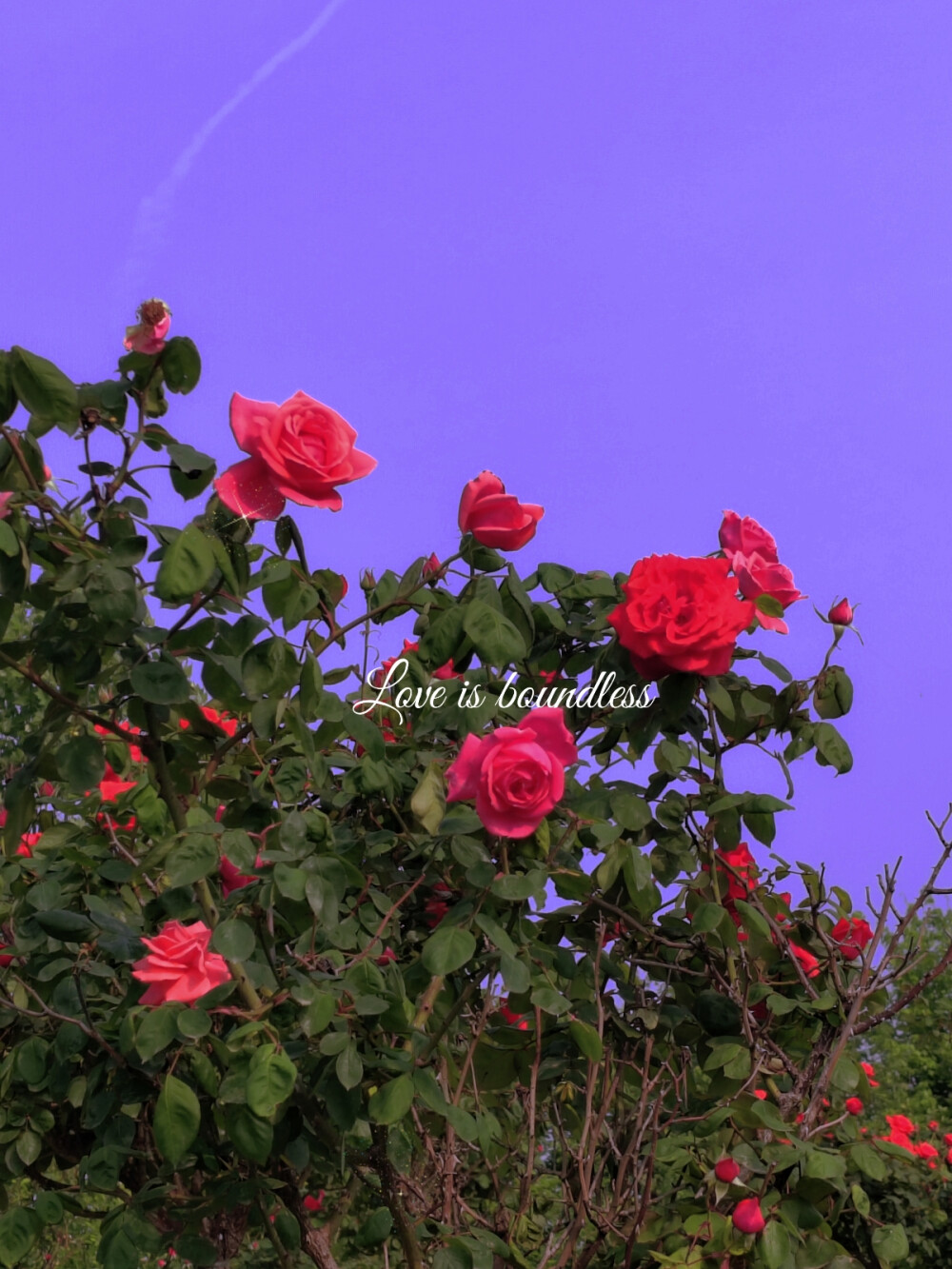 鲜花，壁纸，背景