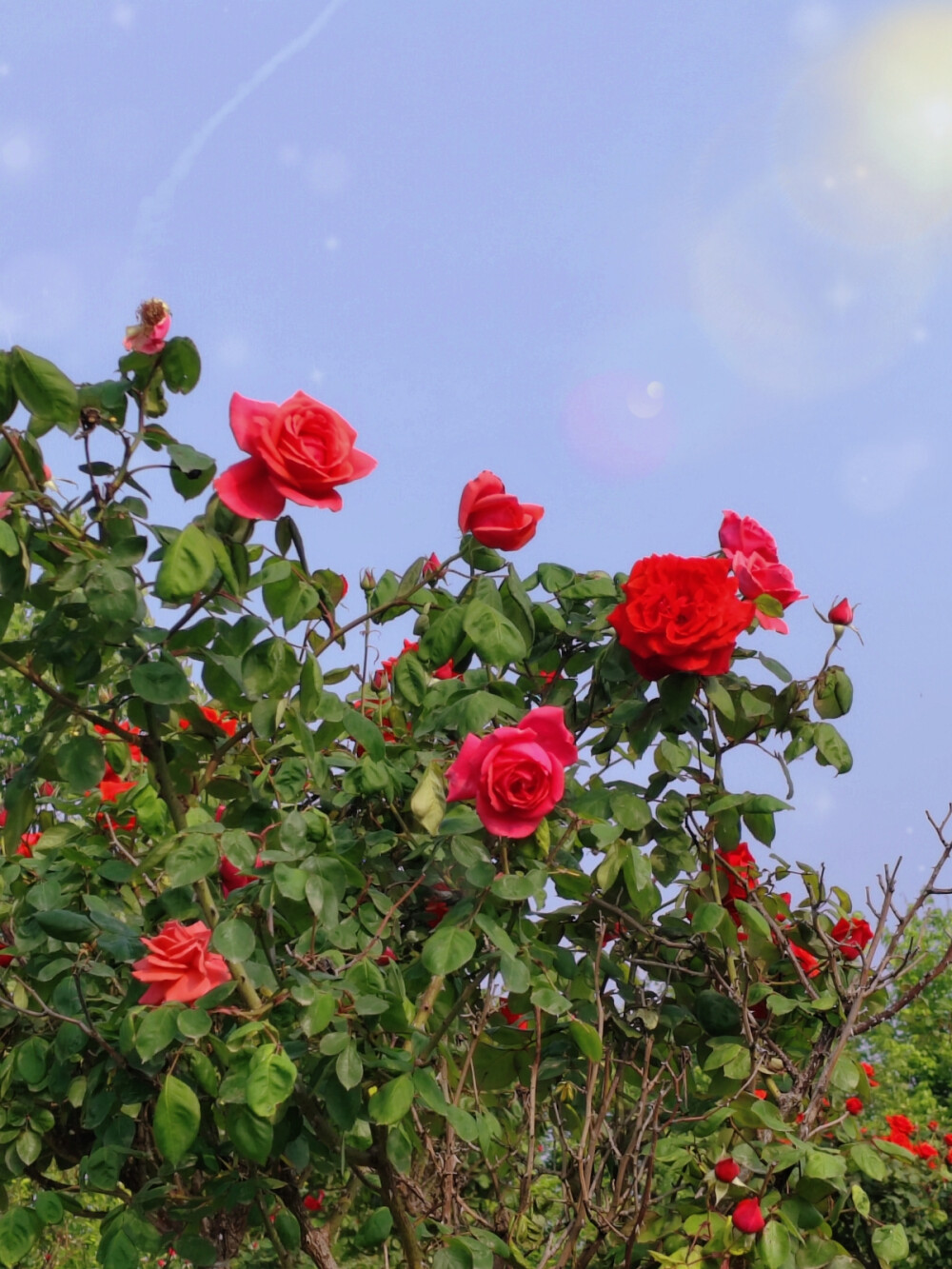 鲜花，壁纸，背景