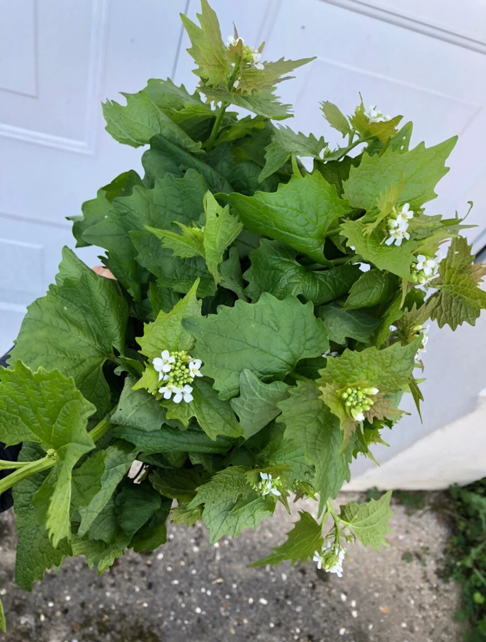 蒜芥.英文 Garlic Mustard ，是多伦多春天常见的野菜.蒜芥周身散发着淡淡的蒜香.嫩嫩的茎叶清脆的折断声很是治愈心灵.怎么做好吃呢？直接蒜蓉清炒？ Noooo 嫩滑、但是比苦瓜还苦.太勉强接受了.重点来啦.去除苦味是关键.仅仅焯水是不够的，依旧苦味浓郁.秘笈：焯水后凉水浸泡一夜24小时.直至清水变成黄绿色.捞出并稍微挤出水分.此时的蒜芥正是微苦返甘的最佳状态啦.而后就是蒜蓉、清炒.清汤.做馅料.任你发挥了.自创的一种凉拌蒜芥，近来深得家人好评，顺便介绍一下做法：
花生酱，生抽，糖、醋、少量水.调成顺滑状酱汁，加入蒜蓉，白芝麻，红辣椒和少量香油.直接淋在处理好的蒜芥上.爱吃肉肉的宝宝们可以再加上手撕鸡胸肉.一道清香可口的"酸甜苦辣蒜芥"就此诞生啦！
