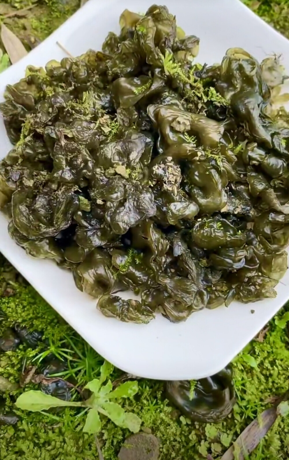 地耳.也叫地皮菜