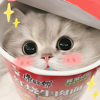 捏了猫猫