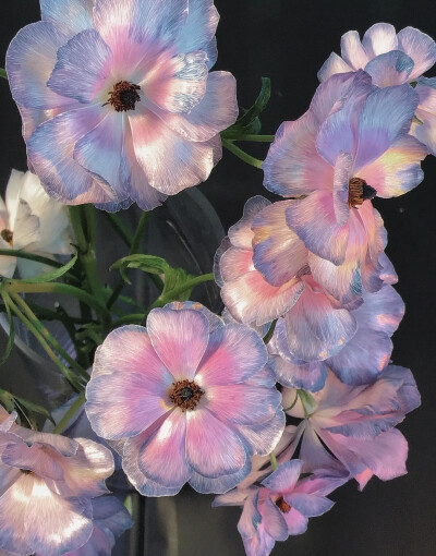 壁纸【鲜花】春天的色彩