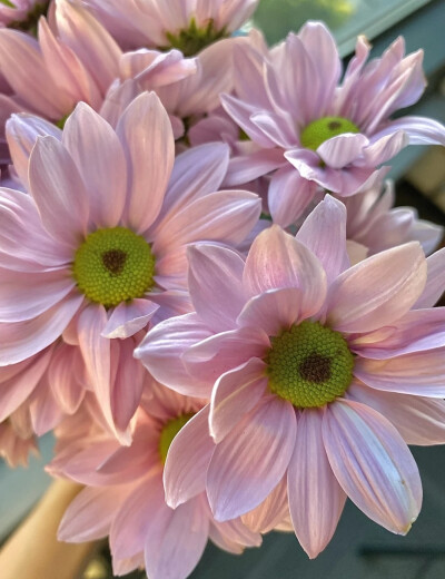 壁纸【鲜花】春天的色彩