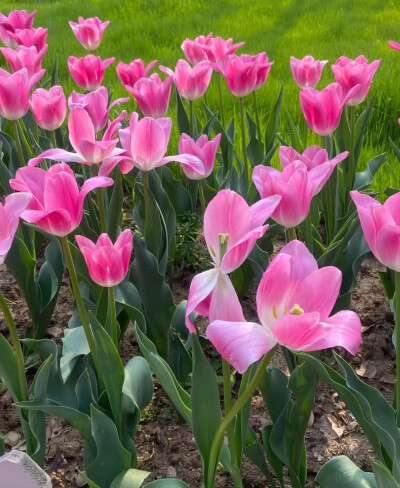 壁纸【郁金香】