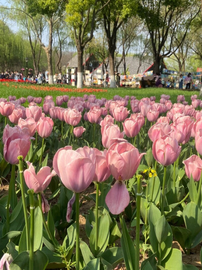 壁纸【郁金香】