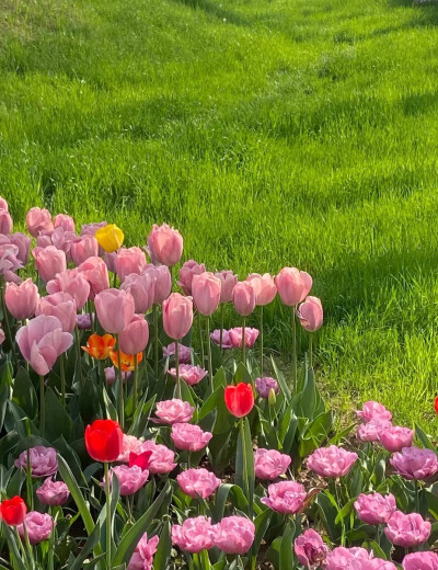 壁纸【郁金香】