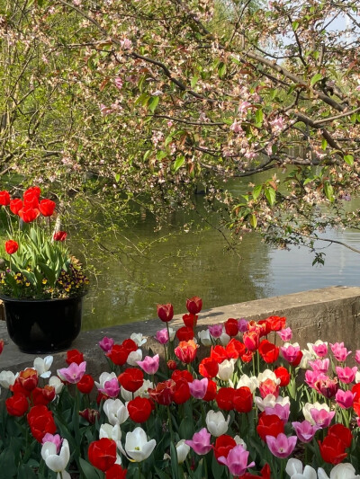 壁纸【郁金香】