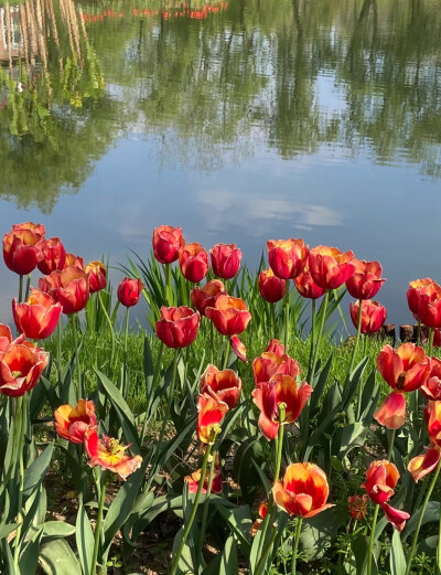 壁纸【郁金香】