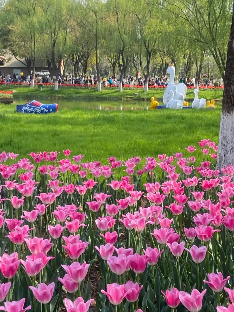 壁纸【郁金香】