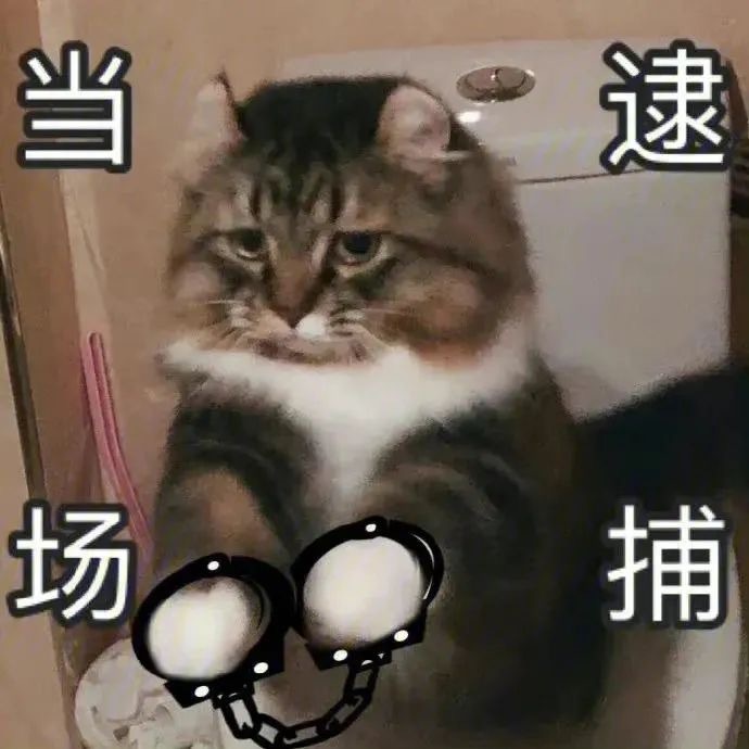 猫咪