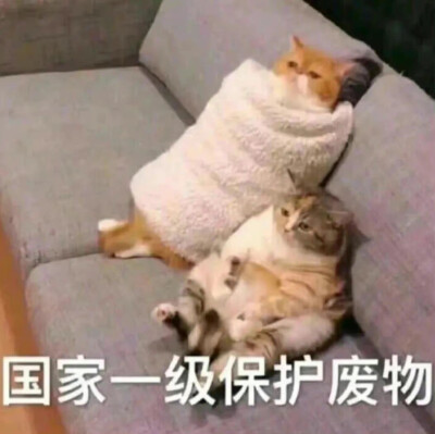 猫咪