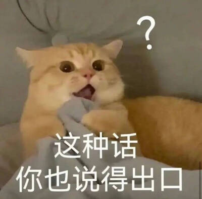 猫咪