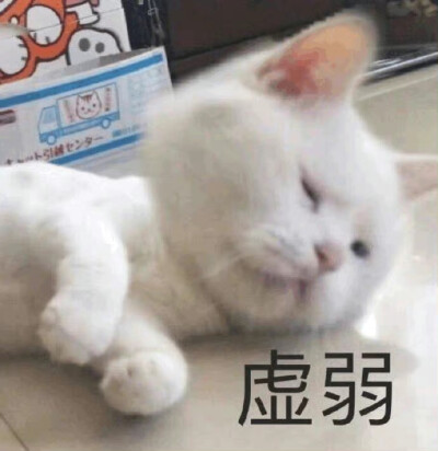 猫咪