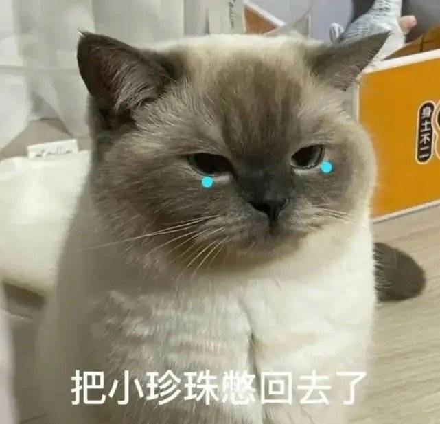 猫咪