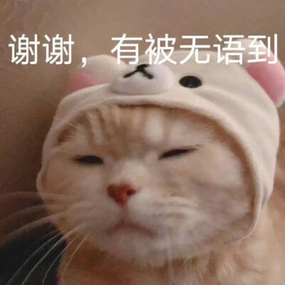 猫咪