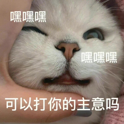 猫咪