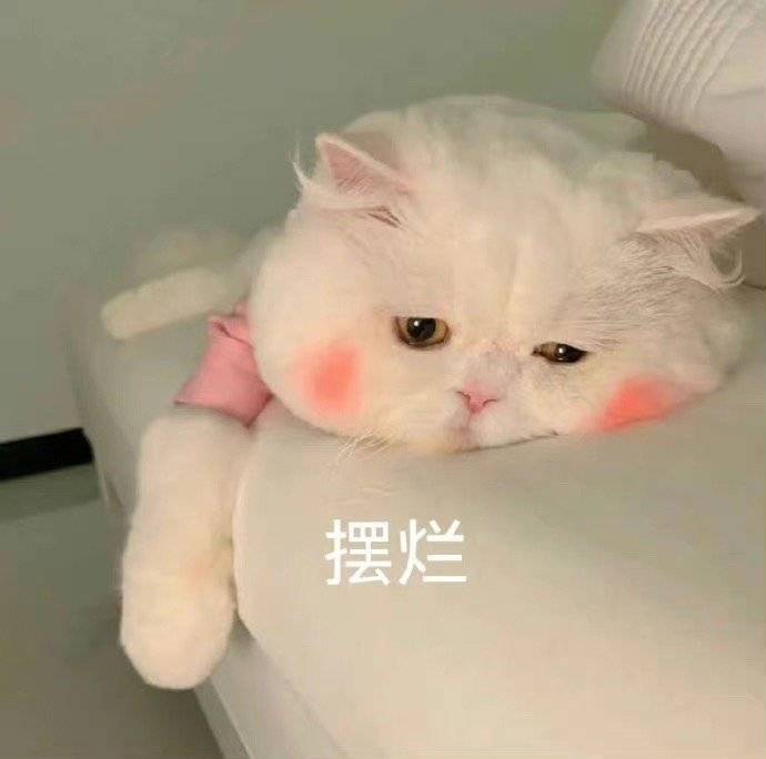 猫咪