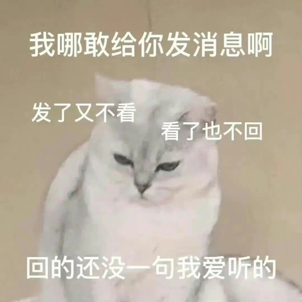 猫咪