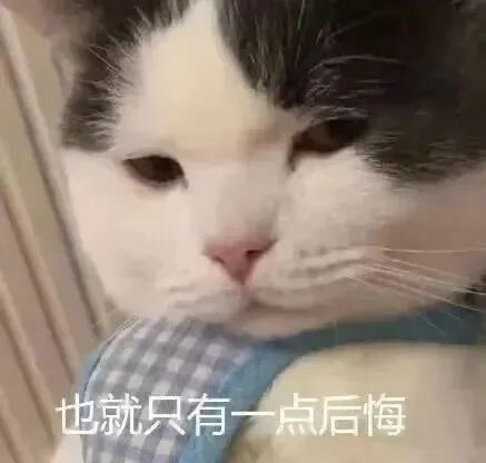 猫咪