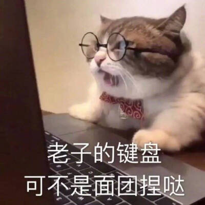 猫咪